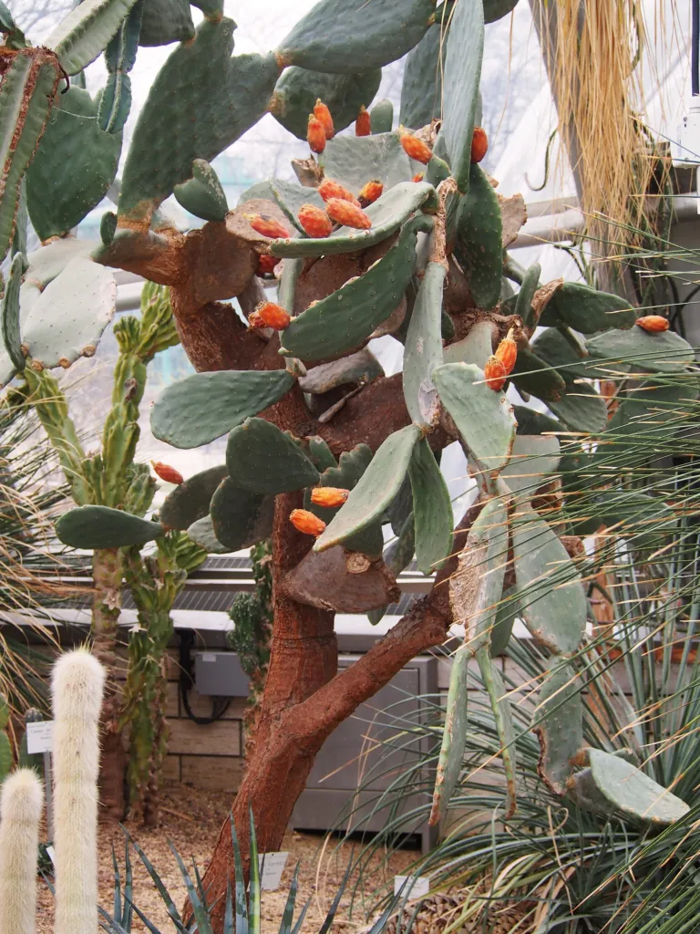 Feigenkaktus (Opuntia ficus 'Indica') – im Garten, Pflanzenfoto