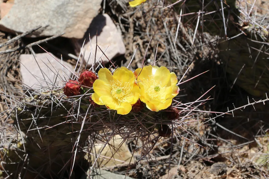 Feigenkaktus (Opuntia ficus 'Indica') – Blüten in Nahaufnahme, Pflanzenfoto