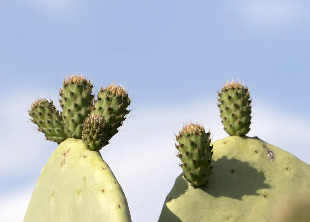 Feigenkaktus (Opuntia ficus 'Indica') – Blüten in Nahaufnahme, Pflanzenfoto
