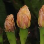 Opuntia 'Humifusa' – Pflanzenfoto