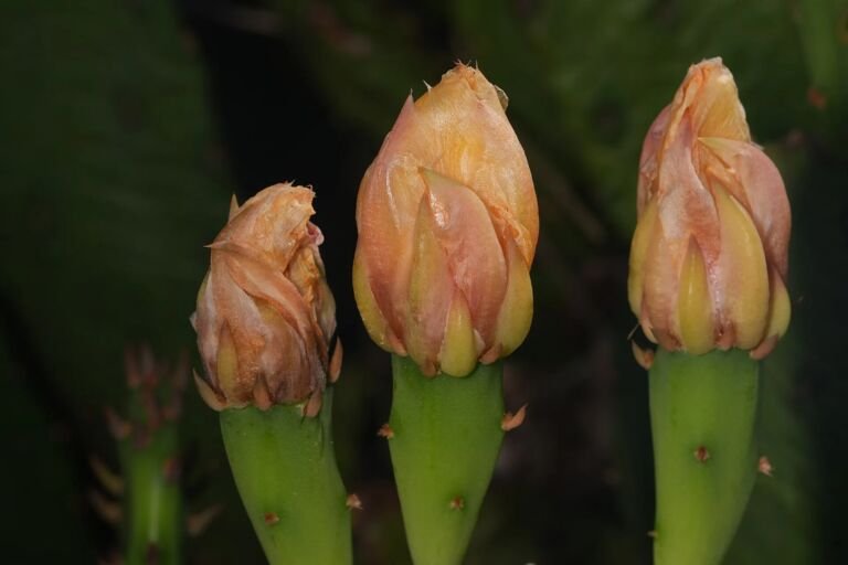 Opuntia 'Humifusa'
