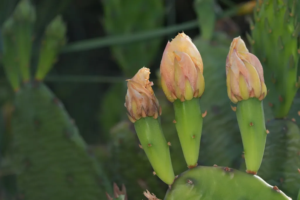 Opuntia ‘Humifusa’ (Opuntia 'Humifusa') – flowers in close-up, plant photo