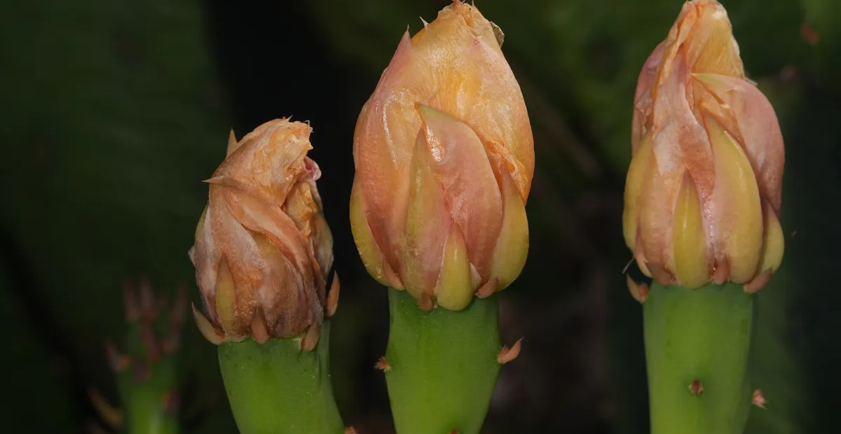 Opuntia 'Humifusa' – plant photo