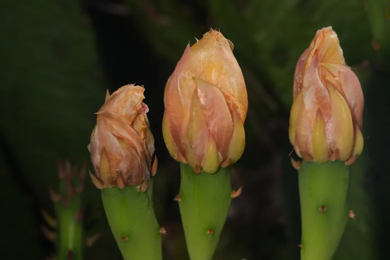 Opuntia 'Humifusa'