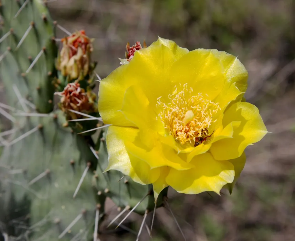Opuntia ‘Humifusa’ (Opuntia 'Humifusa') – flowers in close-up, plant photo