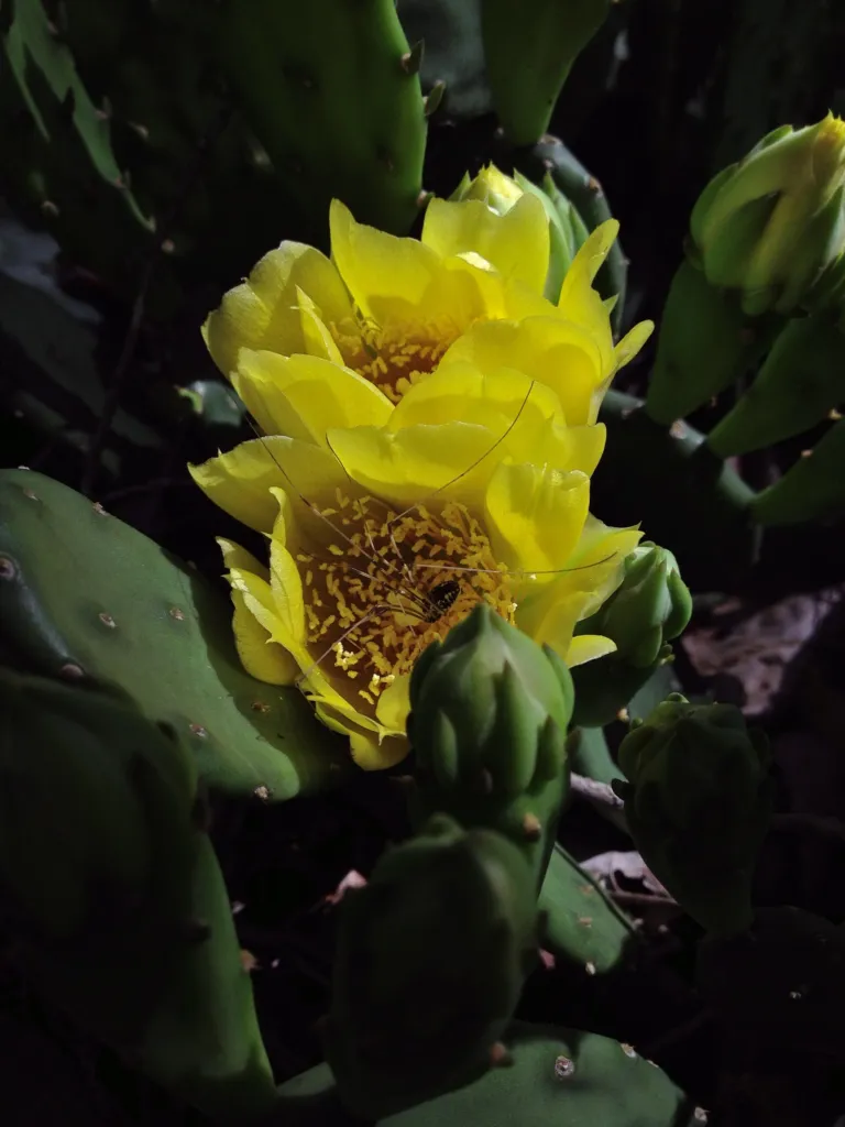 Opuntia ‘Humifusa’ (Opuntia 'Humifusa') – flowers in close-up, plant photo
