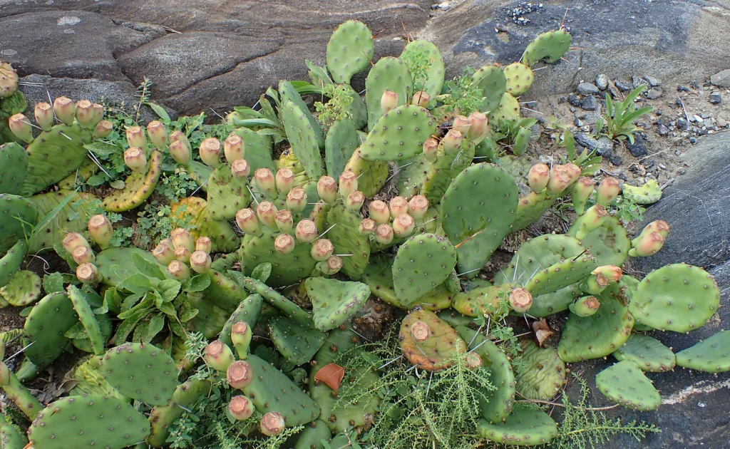 Opuntia ‘Humifusa’ (Opuntia 'Humifusa') – in a garden setting, plant photo
