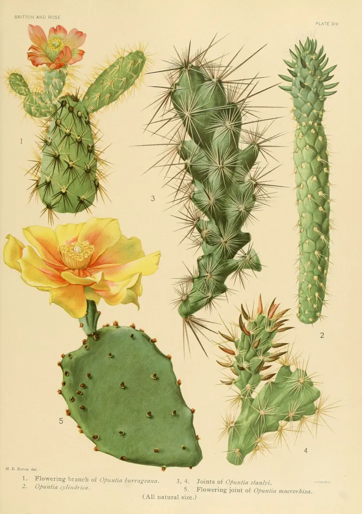 Opuntia ‘Macrorhiza’ (Opuntia 'Macrorhiza') – characteristic appearance, plant photo
