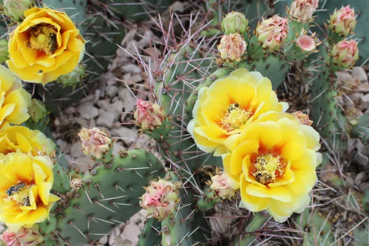 Opuntia 'Macrorhiza'