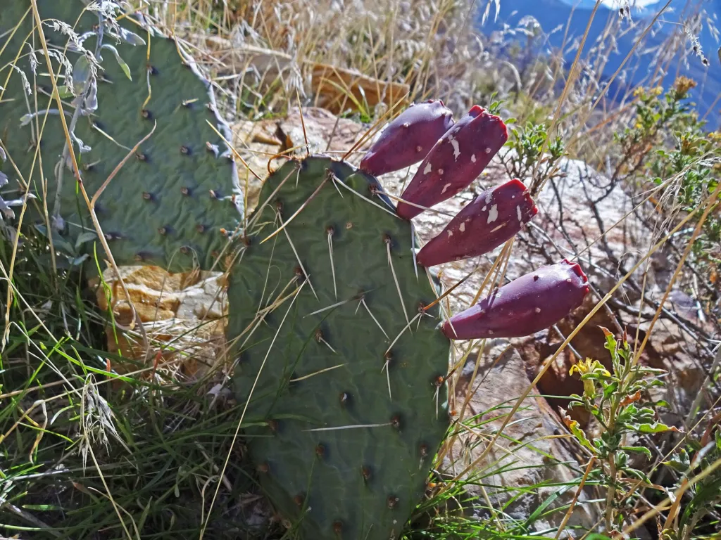 Opuntia ‘Macrorhiza’ (Opuntia 'Macrorhiza') – characteristic appearance, plant photo