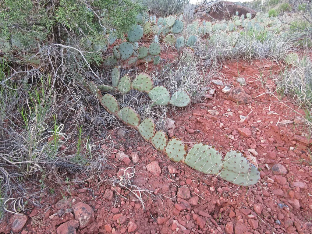 Opuntia ‘Macrorhiza’ (Opuntia 'Macrorhiza') – in a garden setting, plant photo