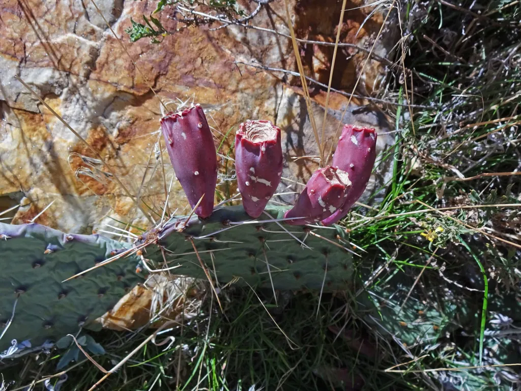 Opuntia ‘Macrorhiza’ (Opuntia 'Macrorhiza') – characteristic appearance, plant photo