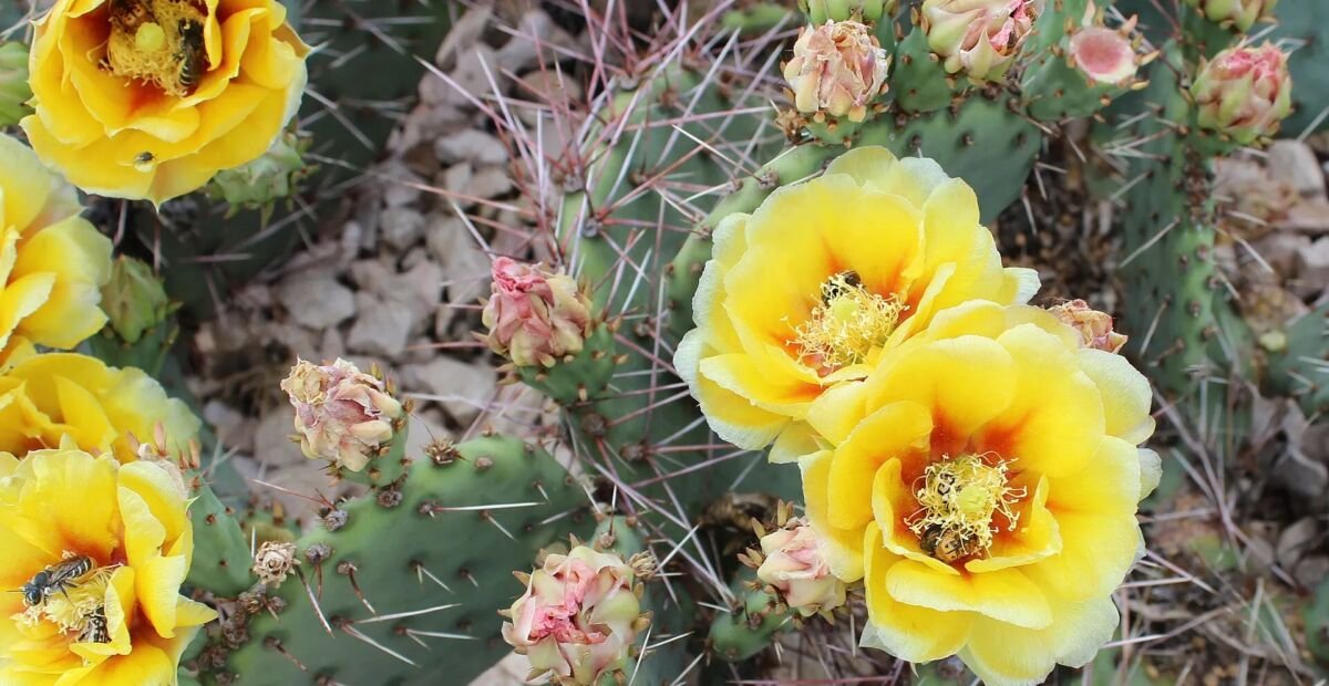 Opuntia 'Macrorhiza' – fotografia rastliny