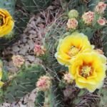 Opuntia ‘Macrorhiza’ (Opuntia 'Macrorhiza') – fotografia rastliny