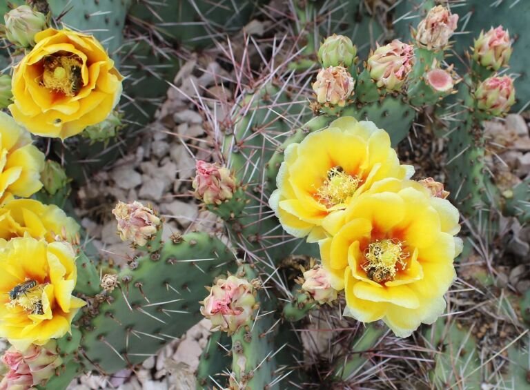 Opuntia 'Macrorhiza'