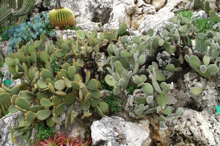 Opuntia 'Microdasys'