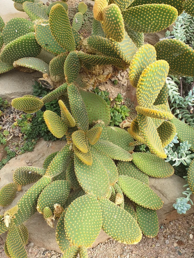 Opuntia 'Microdasys' – in a garden setting, plant photo