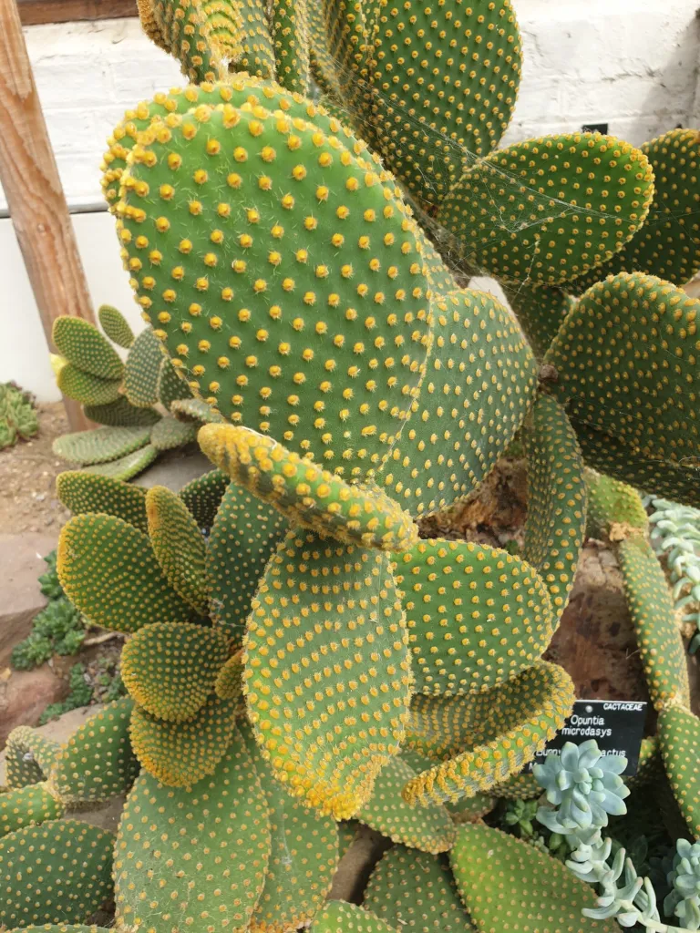Opuntia 'Microdasys' – in a garden setting, plant photo