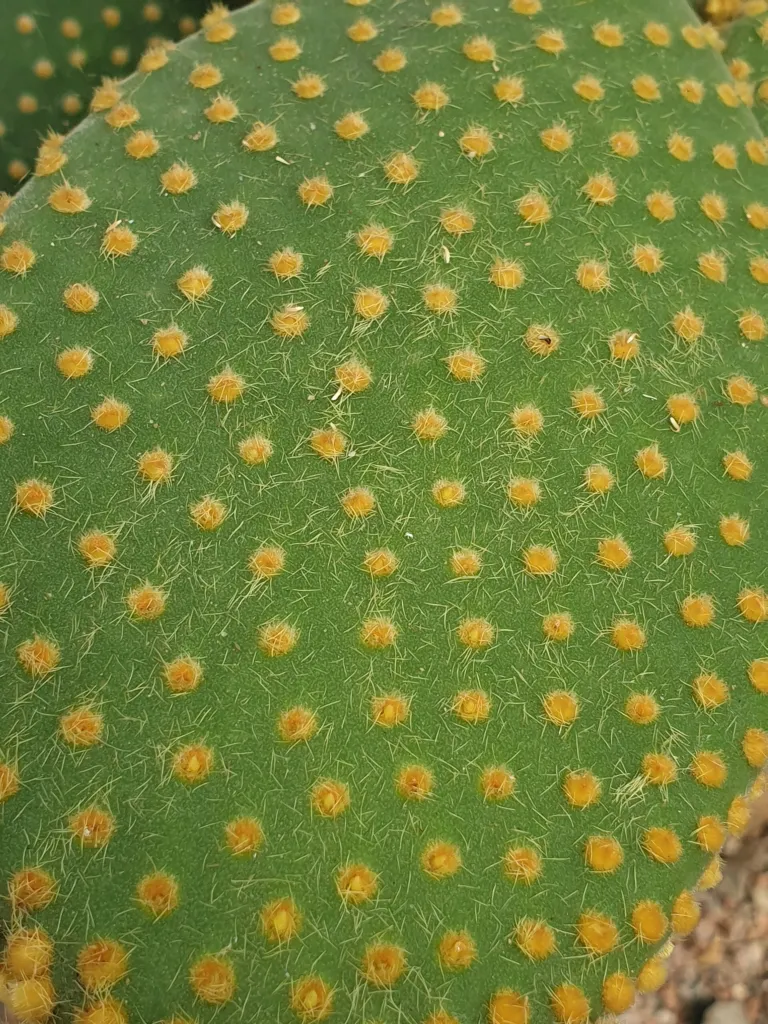 Opuntia 'Microdasys' – in a garden setting, plant photo