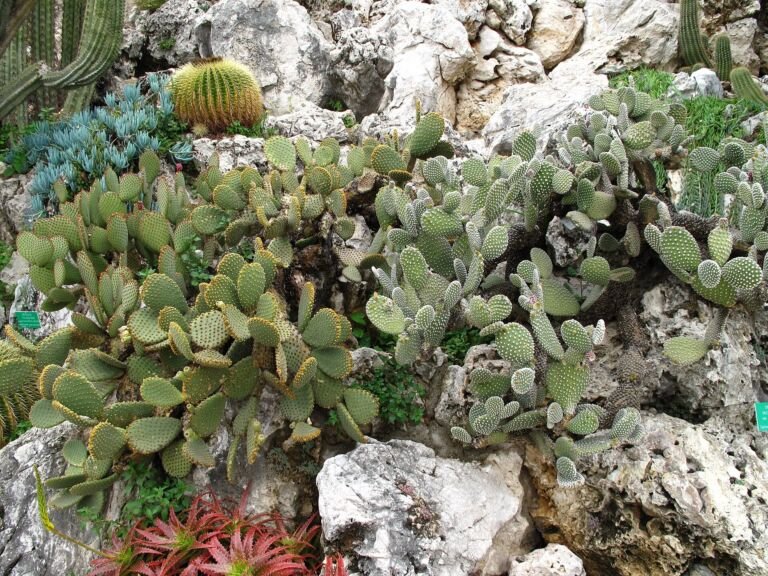 Opuntia 'Microdasys'