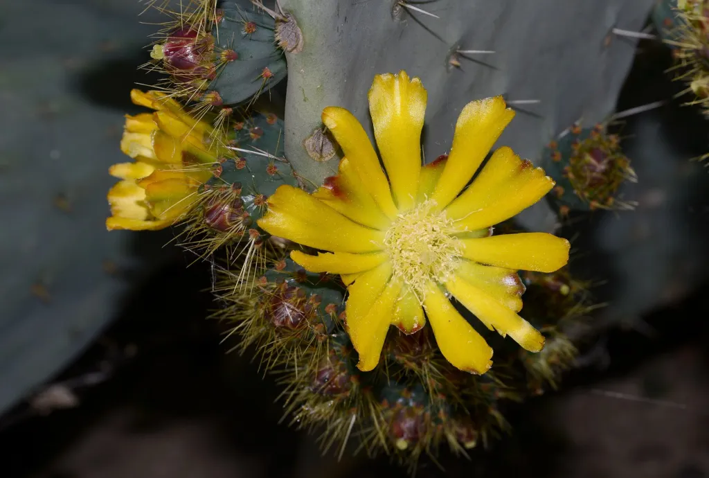 artolona (Opuntia robusta) – Blüten in Nahaufnahme, Pflanzenfoto
