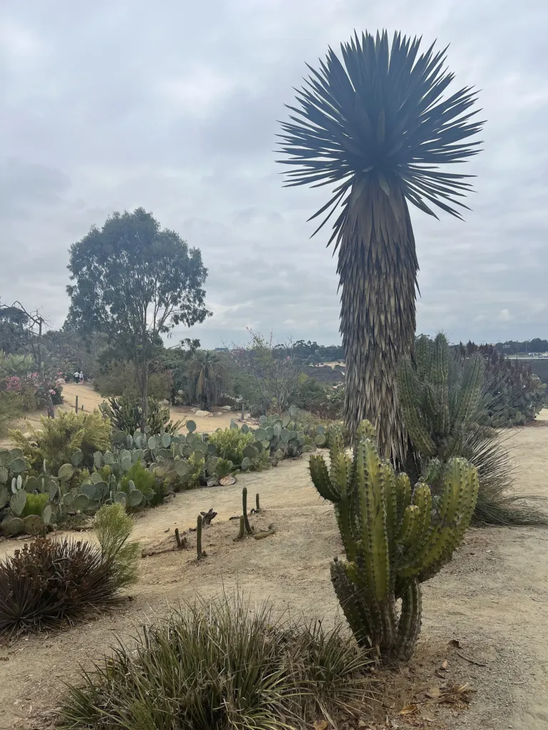 Opuntia robusta care guide (Opuntia robusta) – plant photo