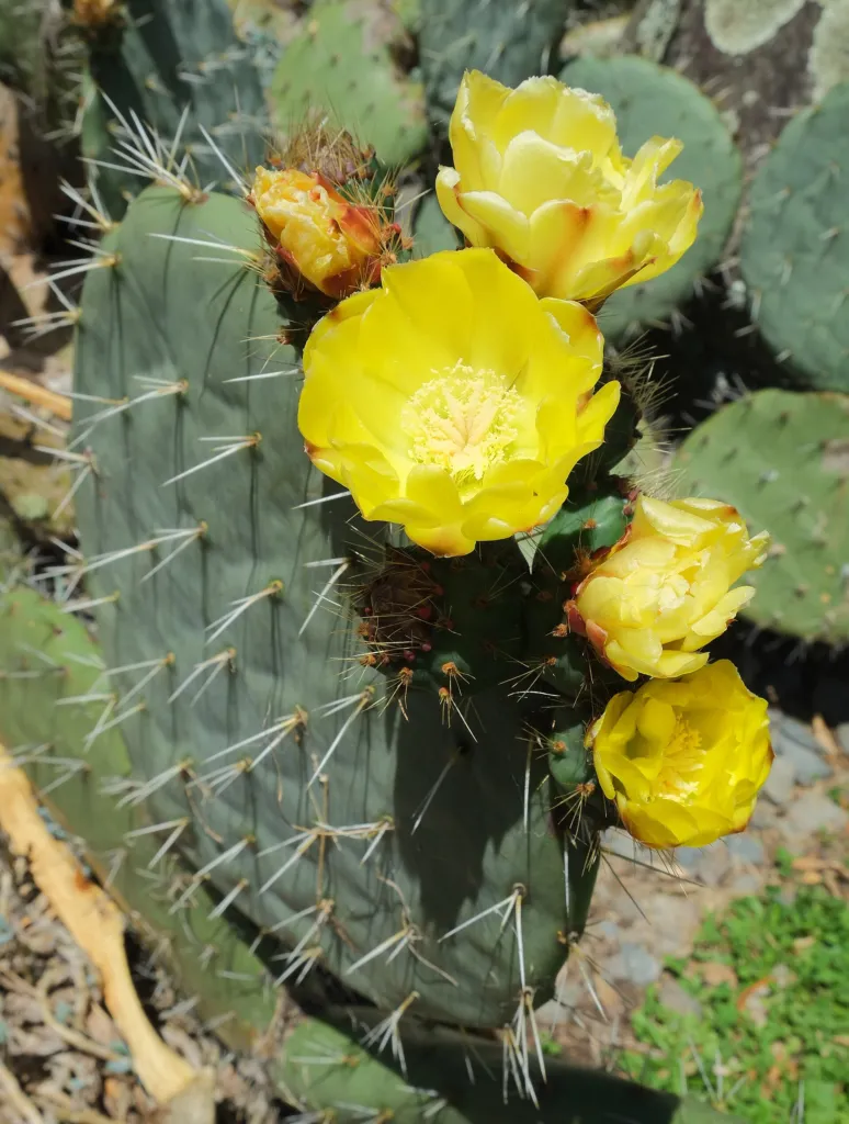 artolona (Opuntia robusta) – im Garten, Pflanzenfoto