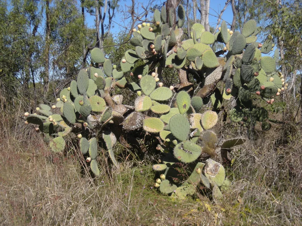 artolona (Opuntia robusta) – natürliche Wuchsform, Pflanzenfoto