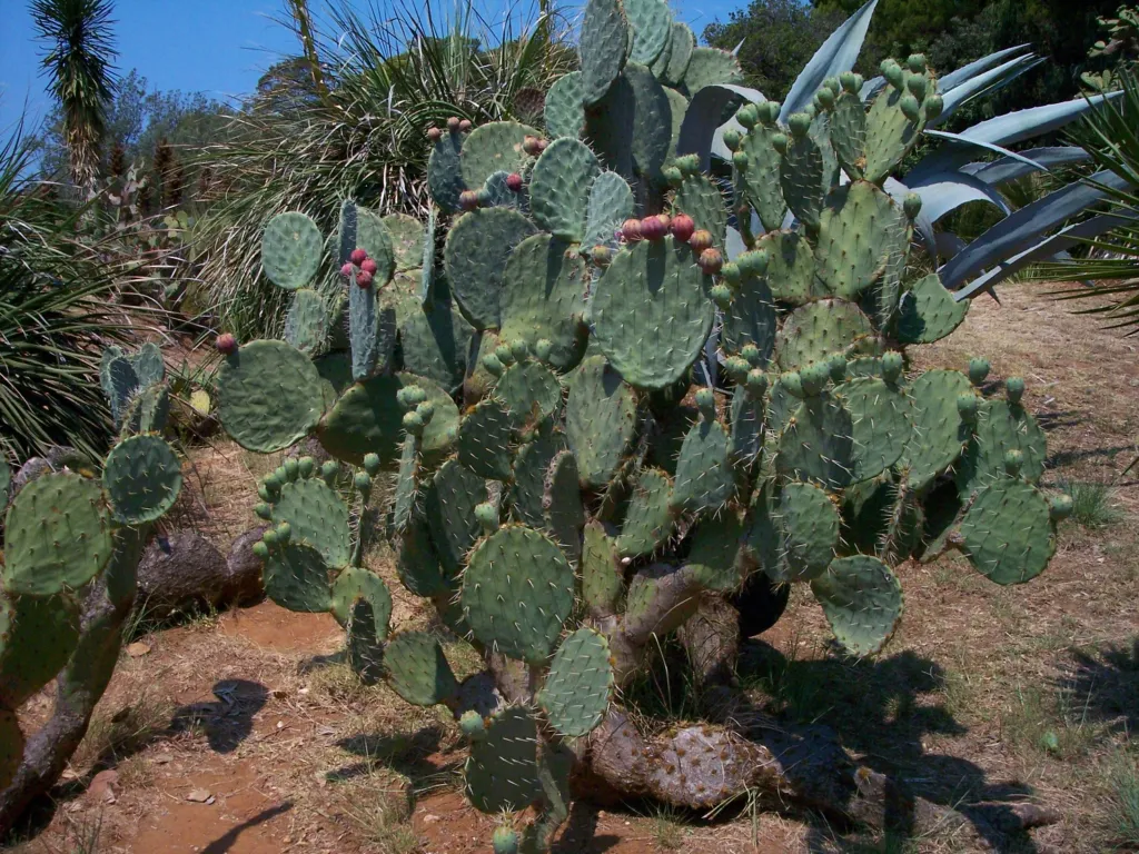 artolona (Opuntia robusta) – typisches Erscheinungsbild, Pflanzenfoto