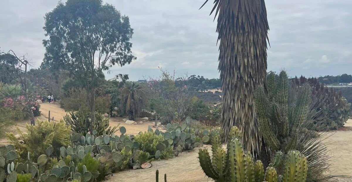 Opuntia robusta – fotografia rastliny