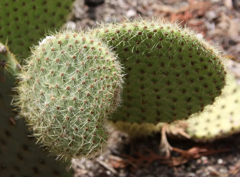Opuntia scheeri care guide (Opuntia scheeri) – in a garden setting, plant photo