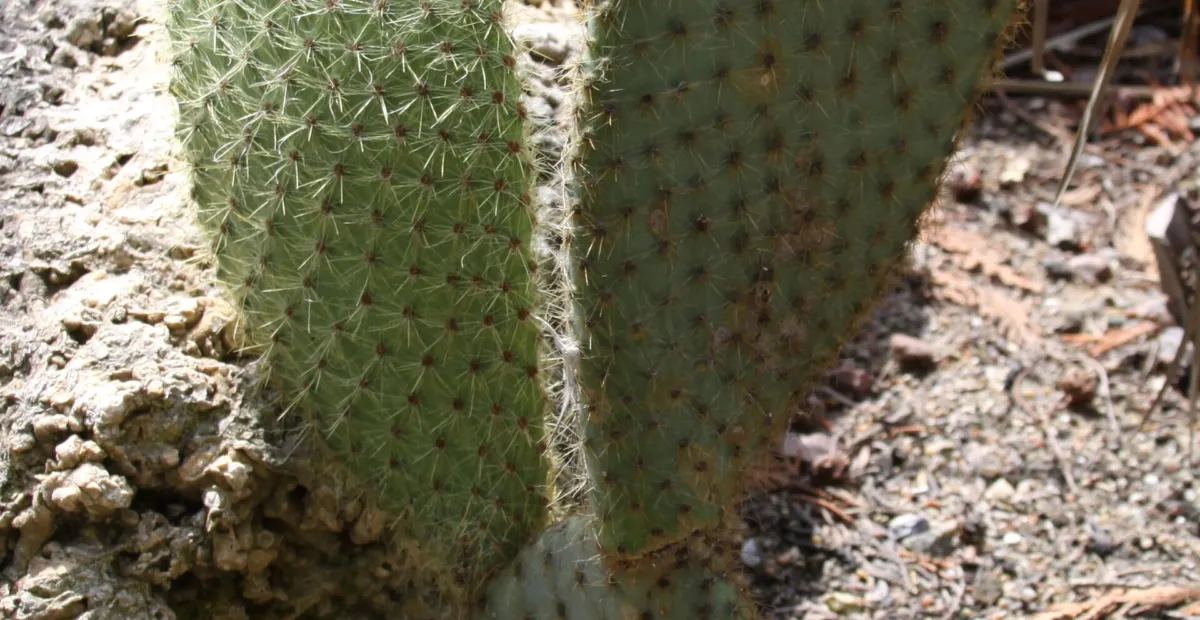Opuntia scheeri – plant photo