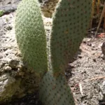 Opuntia scheeri care guide (Opuntia scheeri) – plant photo