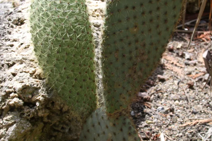 Opuntia scheeri