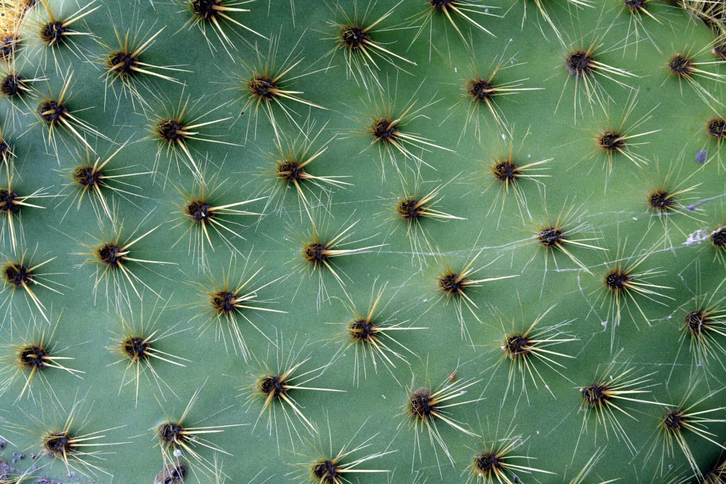 Opuntia scheeri care guide (Opuntia scheeri) – characteristic appearance, plant photo
