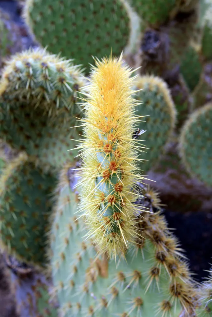 Opuntia scheeri care guide (Opuntia scheeri) – characteristic appearance, plant photo