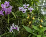 Orchid (Orchidaceae) care guide