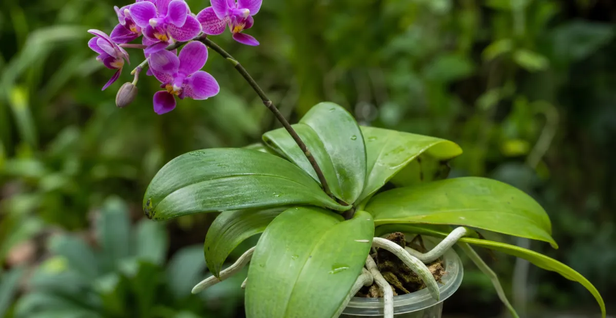 Orchid (Phalaenopsis violacea) – plant photo