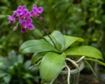 Orchid (Phalaenopsis violacea) care guide