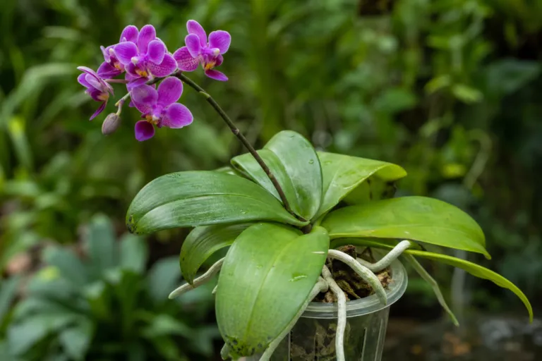 Phalaenopsis violacea