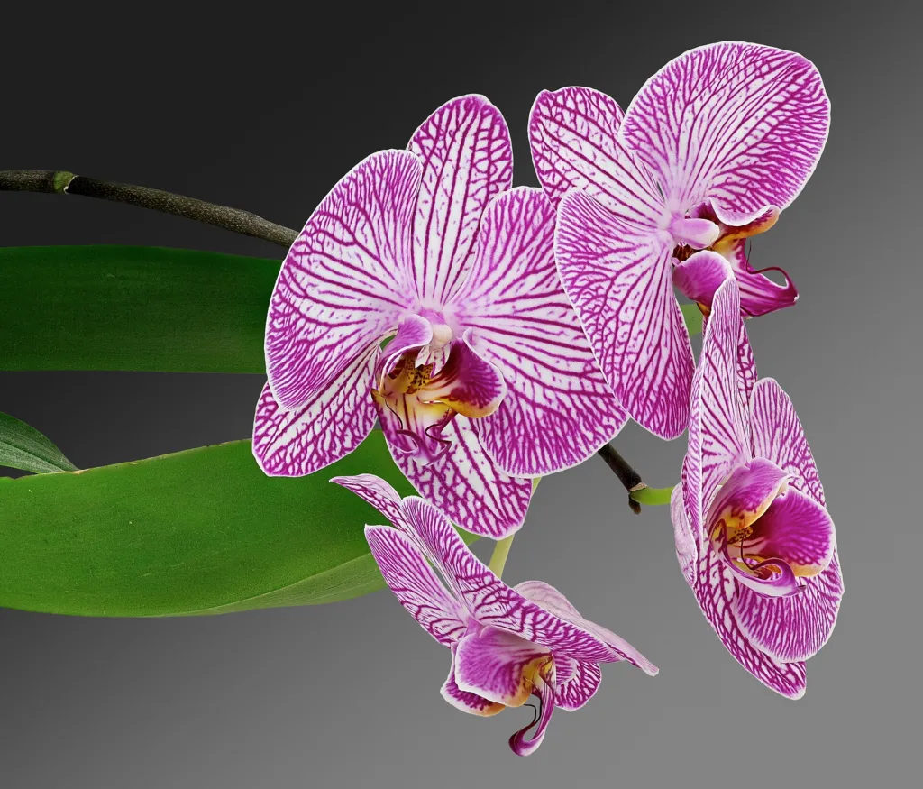 Orchideen (Orchidaceae) – Blüten in Nahaufnahme, Pflanzenfoto