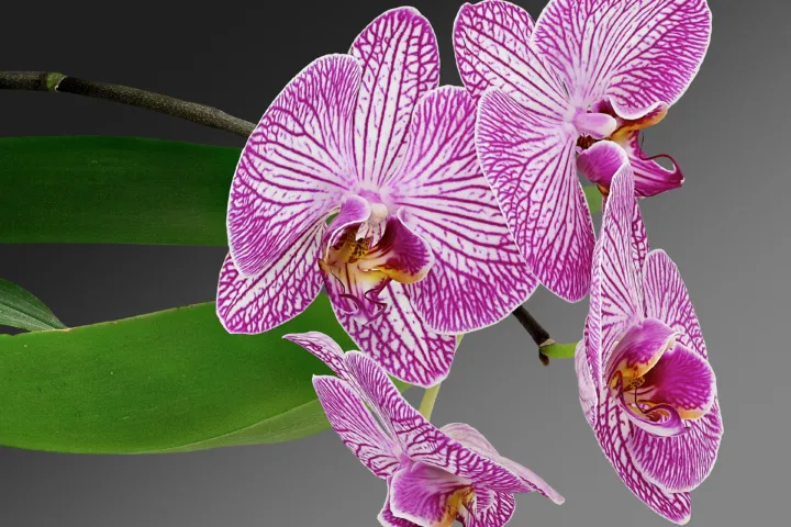 Orchidaceae