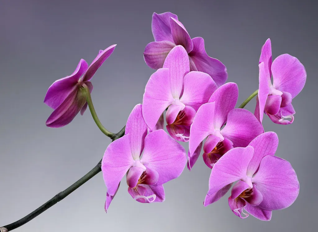 Orchideen (Orchidaceae) – Blüten in Nahaufnahme, Pflanzenfoto