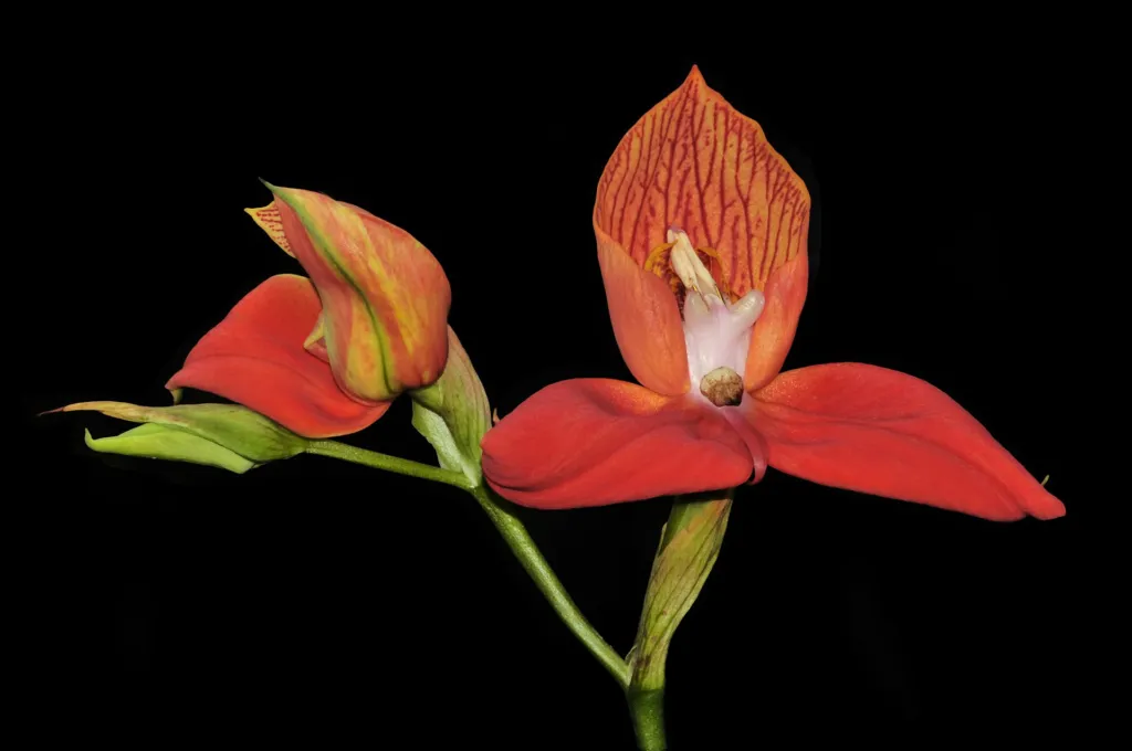Orchideen (Orchidaceae) – typisches Erscheinungsbild, Pflanzenfoto