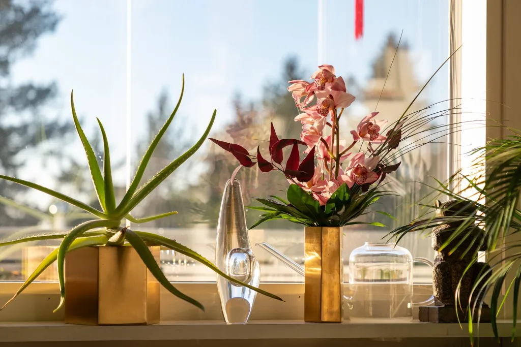Orchideen (Orchidaceae) – typisches Erscheinungsbild, Pflanzenfoto