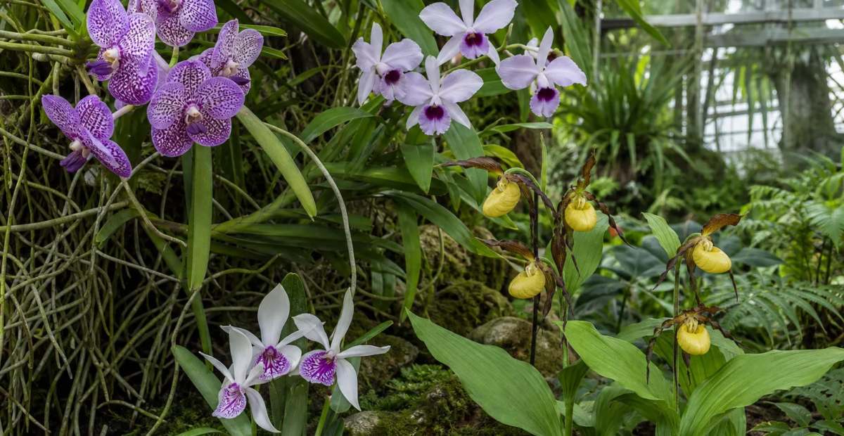 Orchideen (Orchidaceae) – Pflanzenfoto