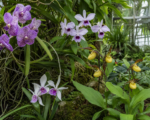 Orchideen (Orchidaceae) – Pflege