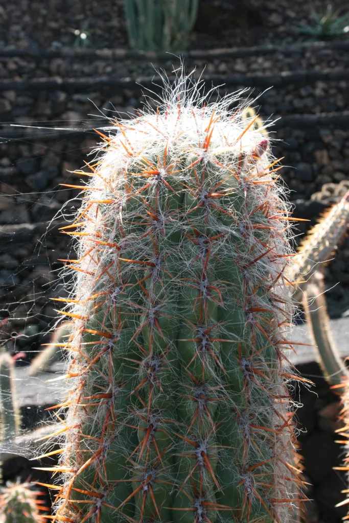 Old-man-of-the-Andes (Oreocereus celsianus) – in a garden setting, plant photo