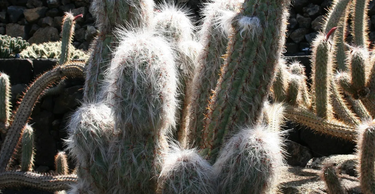 Old-man-of-the-Andes (Oreocereus celsianus) – plant photo