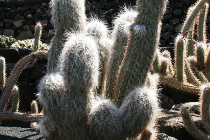 Oreocereus celsianus
